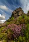 Calluna flowers and granite boulders in Geres National Park in Portugal Art Print